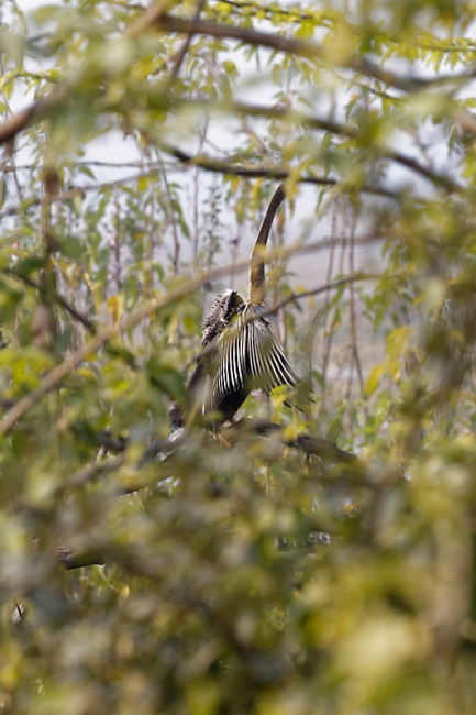 Keoladeo national park-121